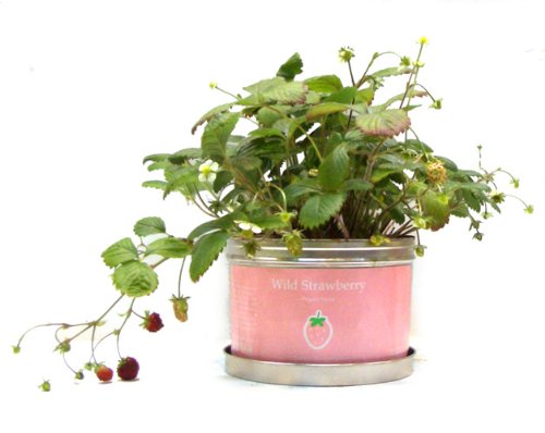 Amazon.co.jp: ナガクラ リトルガーデン・プロ ワイルドストロベリー